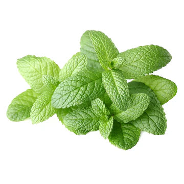 Fresh Mint