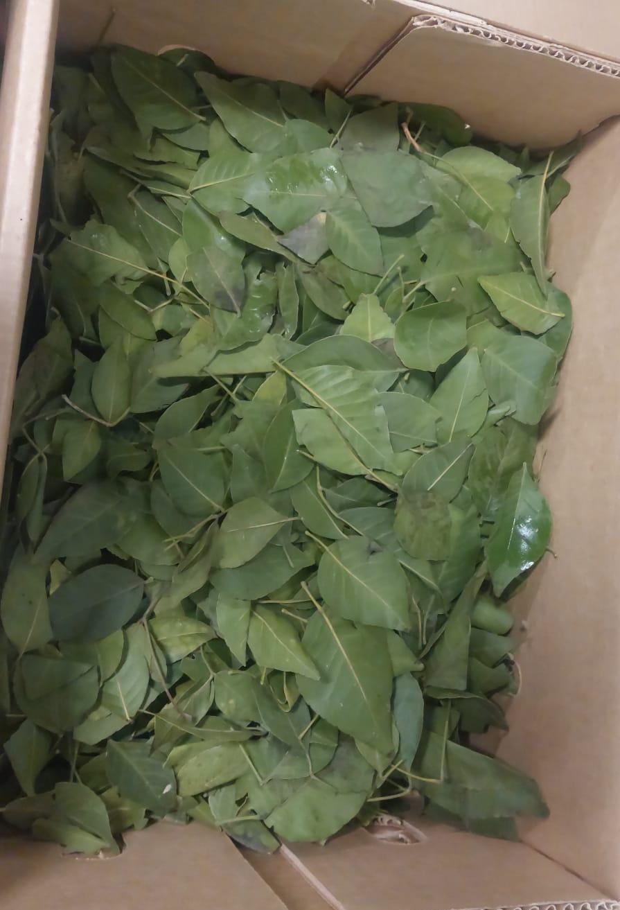Bel leaves Bilva pathra fir shivpooja ~10gms