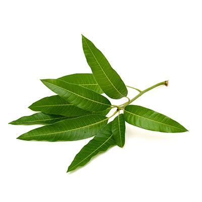 Mango Leaves 5nos. (5 leaves)