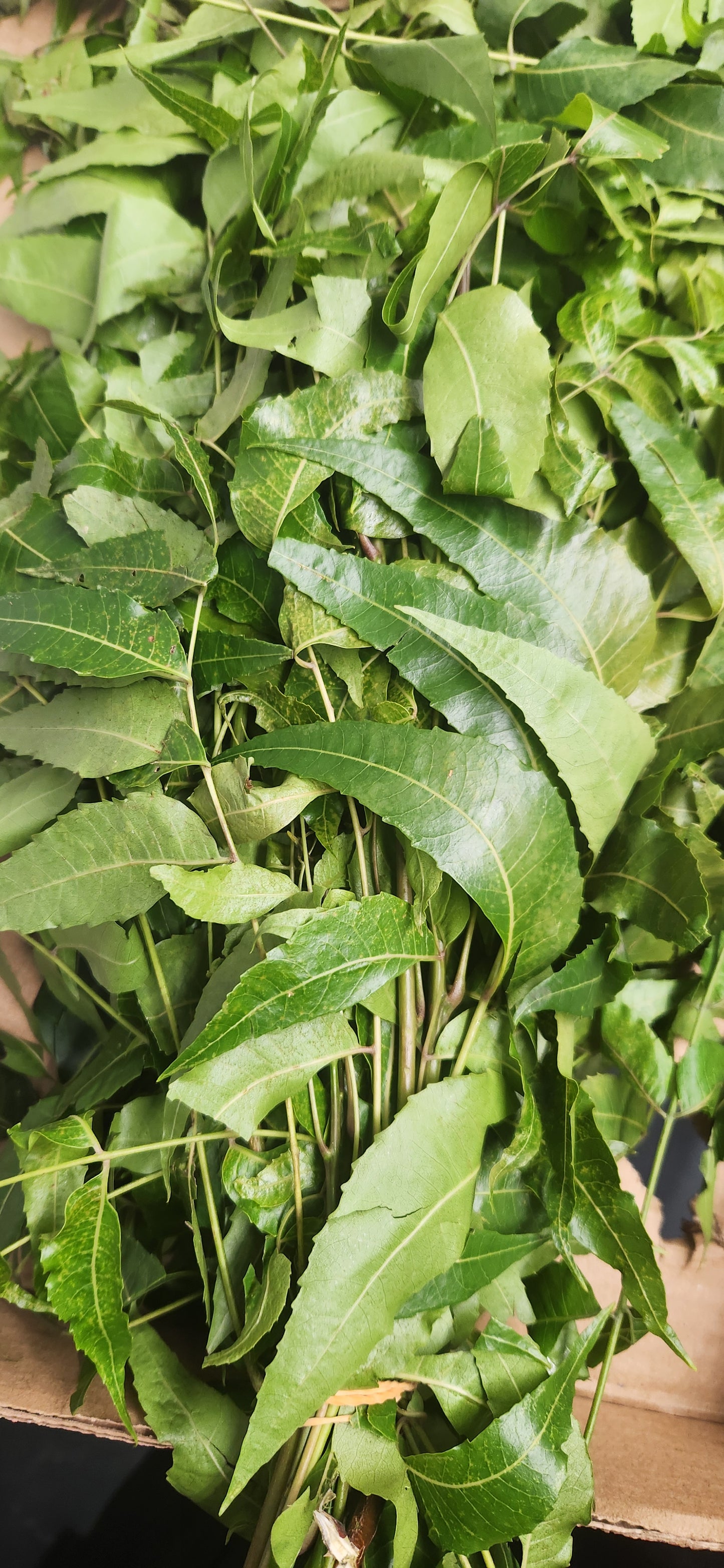 Neem leaves