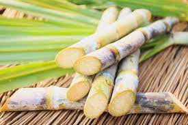 Sugarcane indian