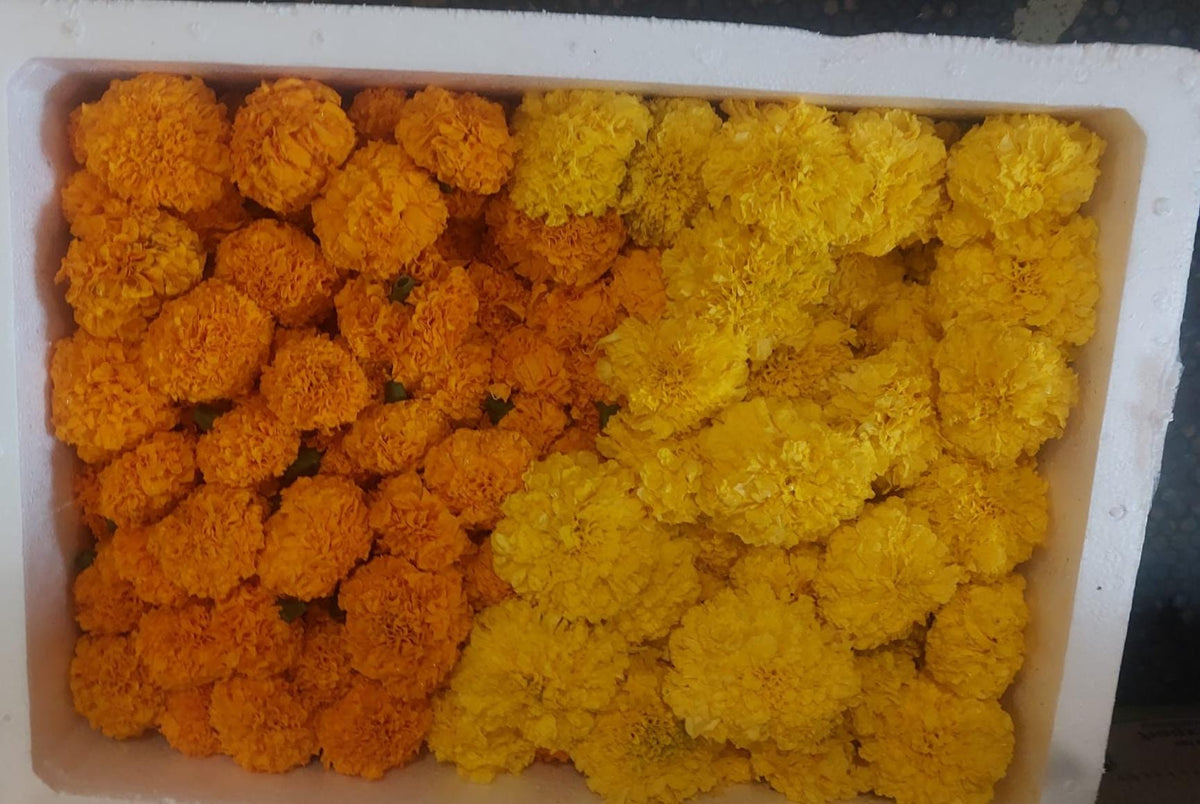 Marigold flowers gendaphool